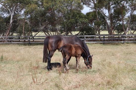 Denman X Lerichi Filly