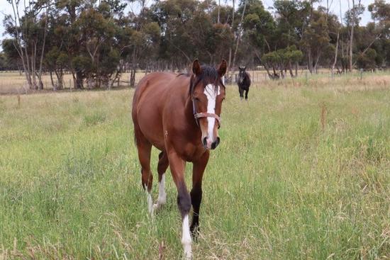 Olympic Glory X Moorunda Lass Colt