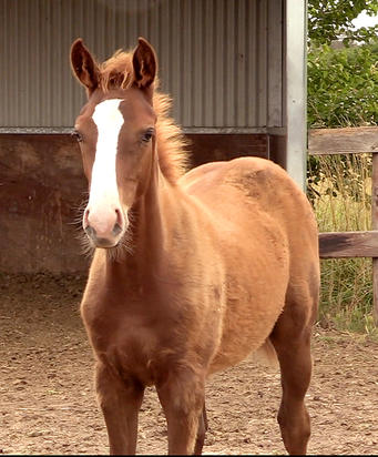 Eurozone X Scram Colt