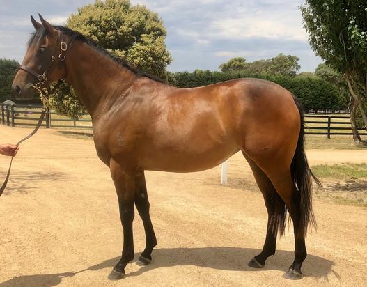Snitzel X Mickelberg