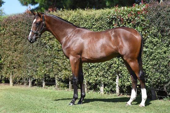 Tavistock X Ormond Road Colt