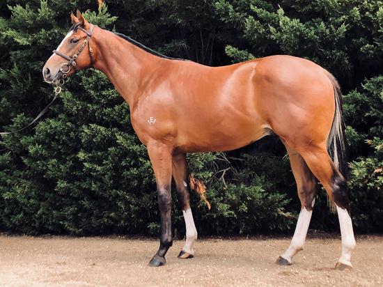 Olympic Glory X Moorunda Lass Colt