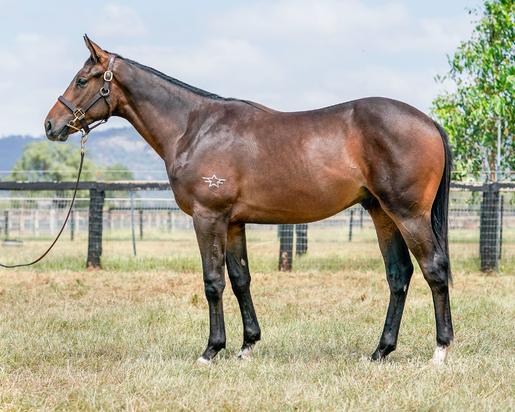 Monaco Consul X Always Loyal Colt