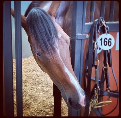 So You Think X Emperossa Filly