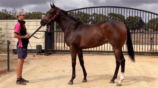 Dream Ahead X Miss Cutie Filly
