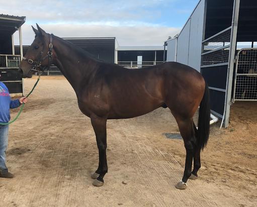 Kaphero Dawn Rising Colt