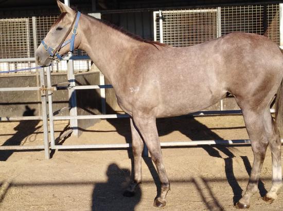 Puissance De Lune Malakini Filly