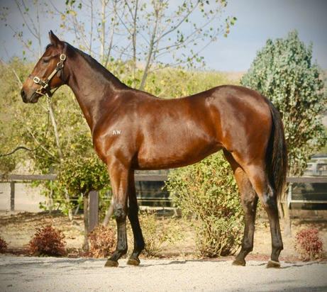 Reward For Effort X Best River Filly