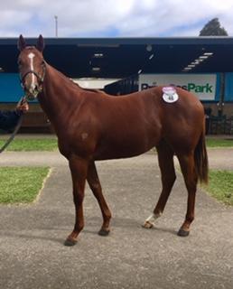 Written Tycoon Little Favours Colt