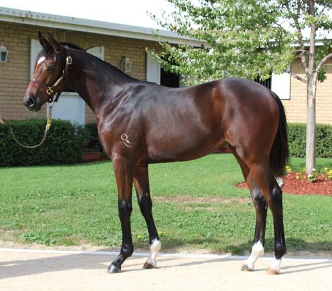 Smart Missile X Emblem Of Hope Filly