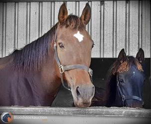 Domesday X Cuchurita Colt