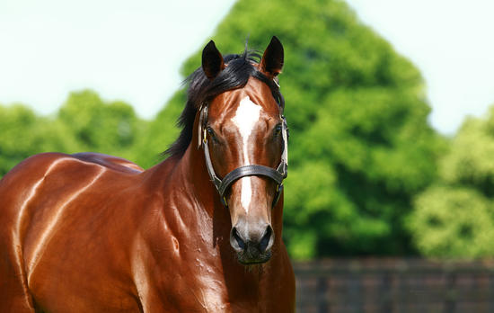 Toronado X Misty Blue Filly