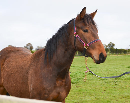 Toorak Toff X They Call Me Bolt