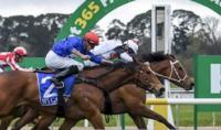 Fortune Rose blooms back to form