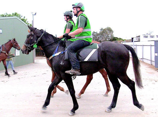 Smart Missile X Zadoree Gelding
