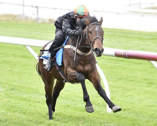 Brazen Beau X Typify