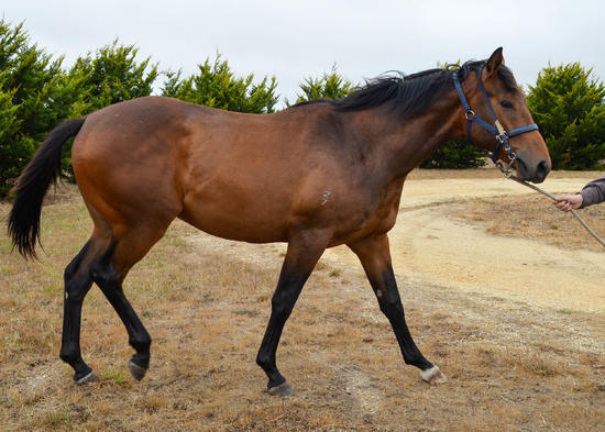 Toorak Toff X They Call Me Bolt