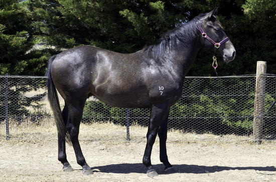 Smart Missile X Zadoree Gelding