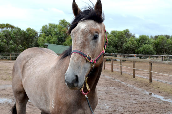 Warriors Reward Gelding