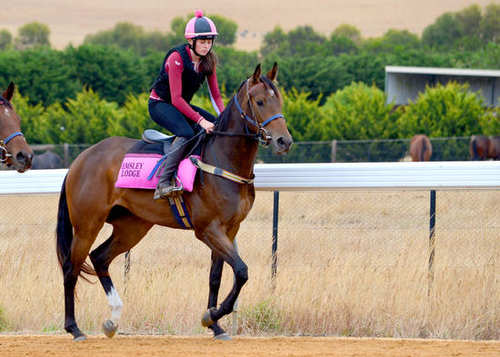 Dream Ahead X Miss Cutie Filly