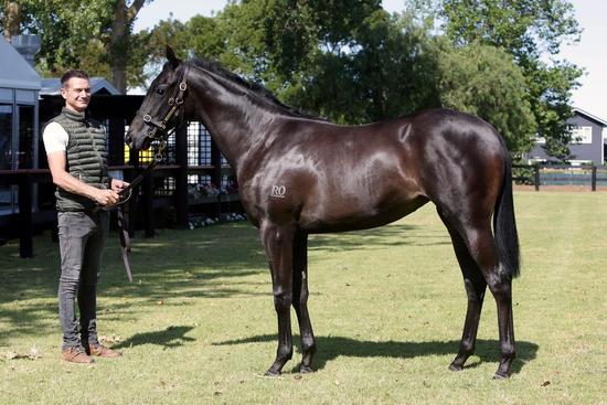 Pins X Di Cee Filly