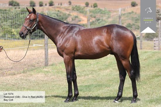 Redwood X Diva In Red Colt