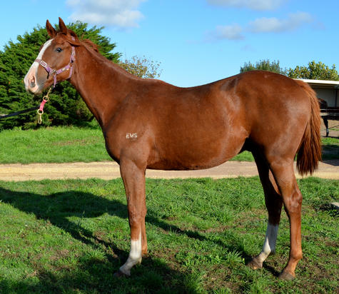 Eurozone X Scram Colt
