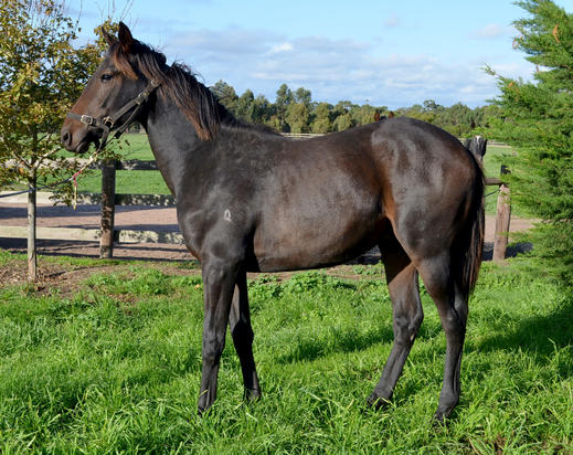 Domesday X Cuchurita Colt