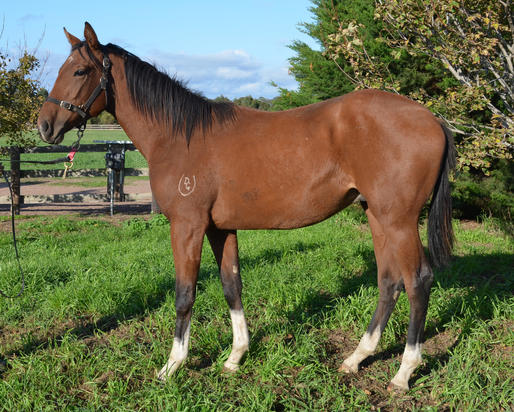 Star Turn X Shaqira Colt