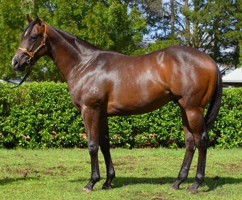 Foxwedge X Satin Safari Colt
