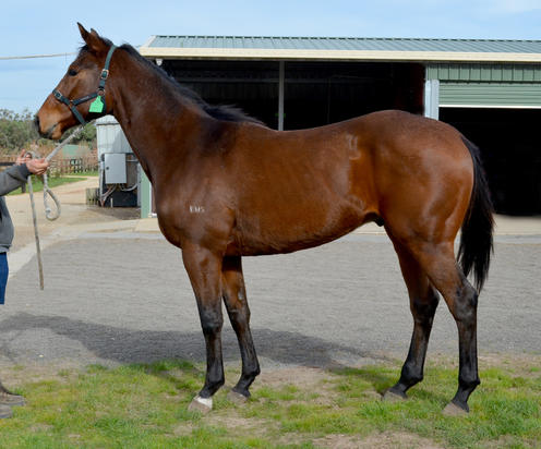 Toorak Toff X They Call Me Bolt