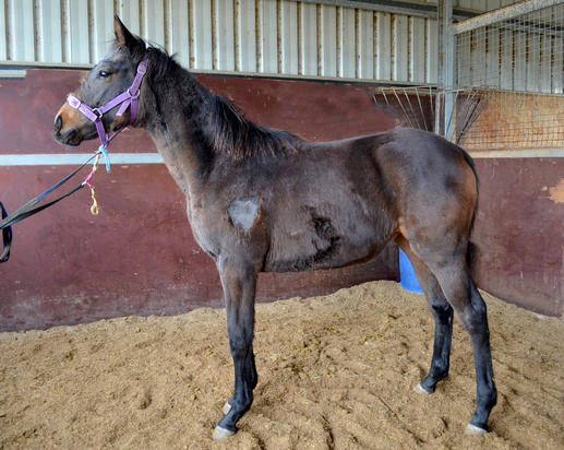 Fiorente X Scram Filly