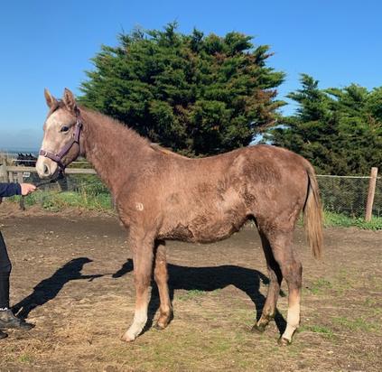 Puissance De Lune X Young Doctor
