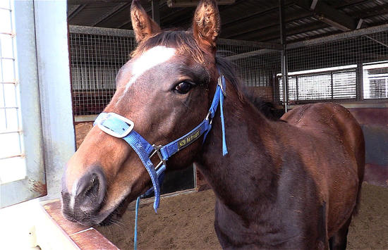 Starcraft X Midnight Charge Colt