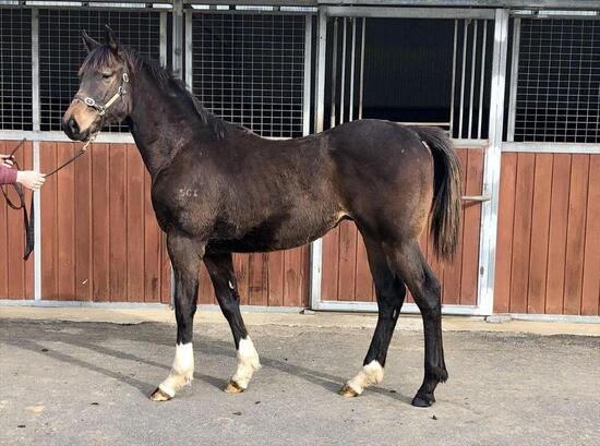 Toronado X Baize Colt