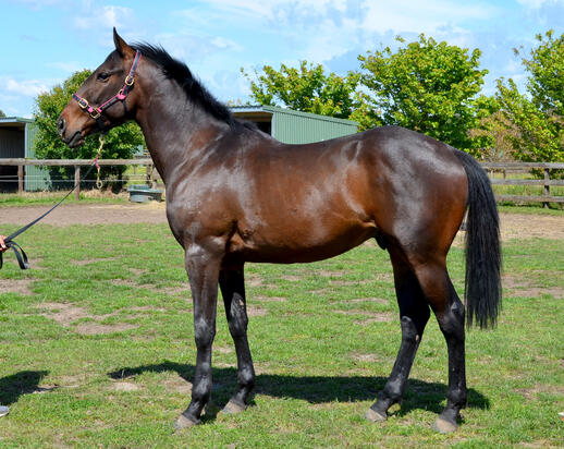 Rock Hero X Nudgerama Colt