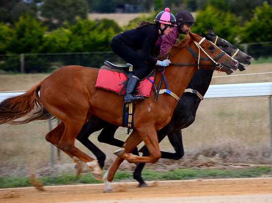 Ready For Victory X Zero Visibility Gelding