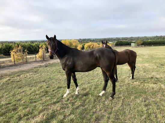 Toronado X Baize Colt