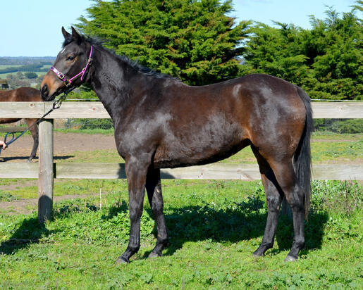Fiorente X Scram Filly