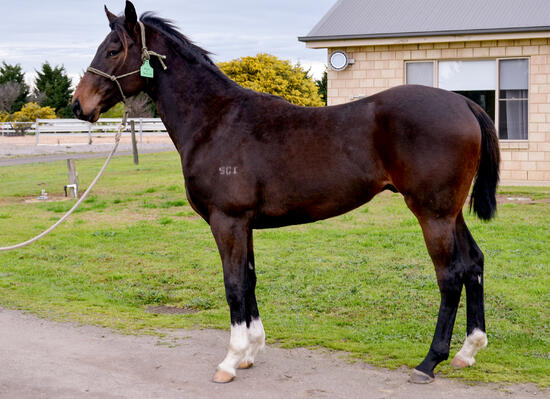 Toronado X Baize Colt