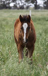 Hollylodge born Bonus D' Oro wins at Mildura