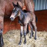 First foal of the season at Hollylodge