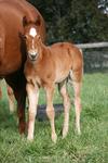 First foals on the ground for NOSTRADAMUS