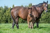 Happy Birthday to all horses today Aug 1st