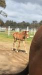 Reward for Effort colt at Hollylodge