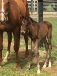 First foal by NOSTRADAMUS born at Hollylodge