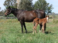 Vale - May's Dream born at Hollylodge