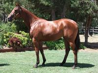 Inglis Prem 2 sale Lot 577 Reward for Effort x Quality Time filly