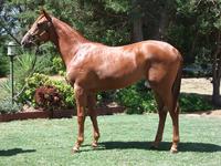 Inglis Prem 2 sale Lot 691 Toorak Toff x Fast Fleet filly