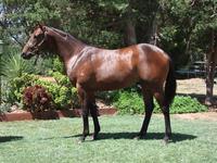 Inglis Prem 2 sale Lot 700 Epaulette x Fudge Delight colt